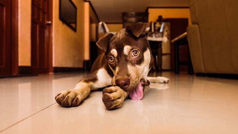 cane che lecca il pavimento
