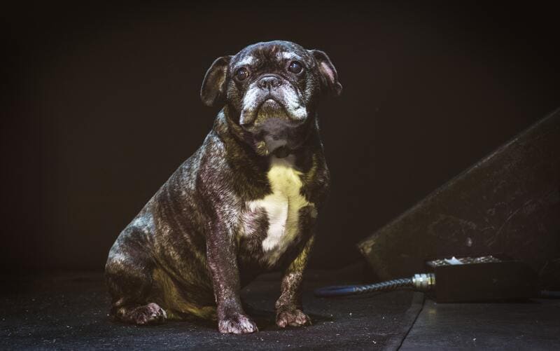 Il cane ansioso, rimedi