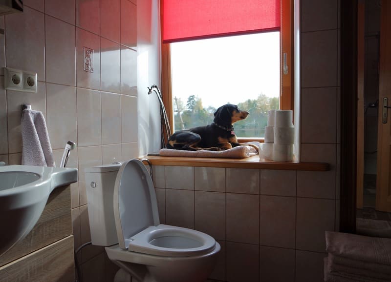 cane dentro il bagno senza traversina