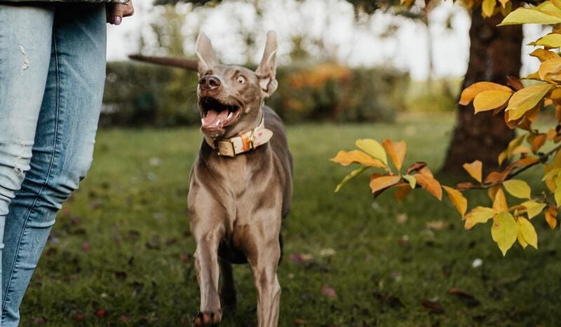 cane molto agitato