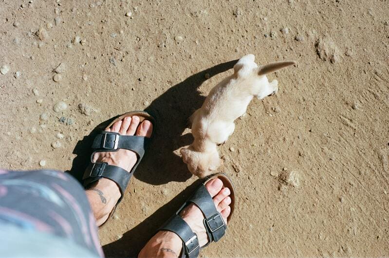 cane morde i piedi