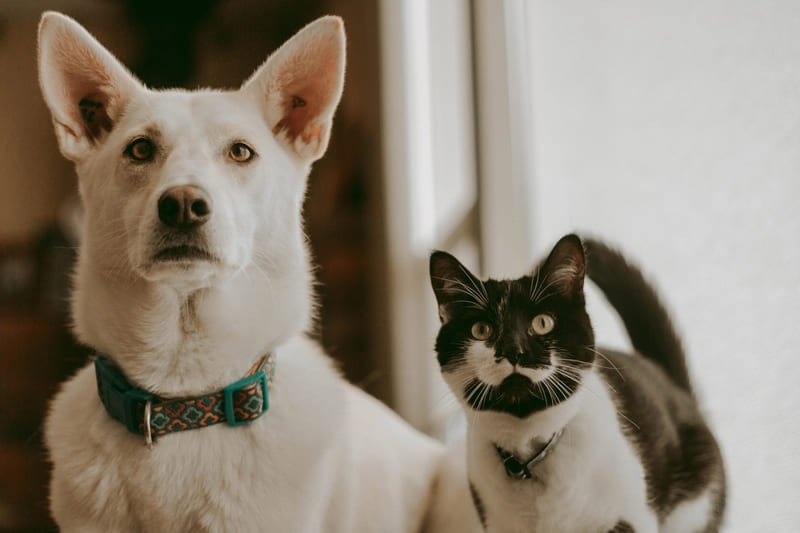 Cane e gatto, come farli convivere
