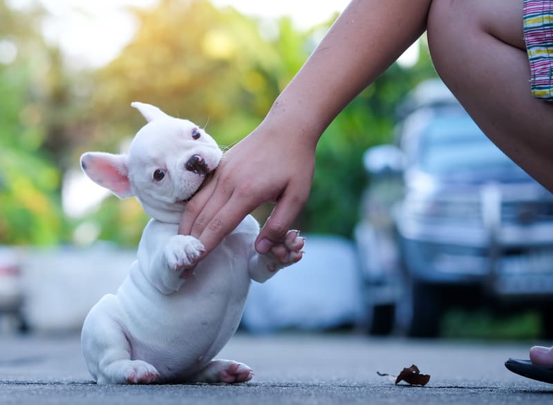 cucciolo di bouldogue francais morde le mani