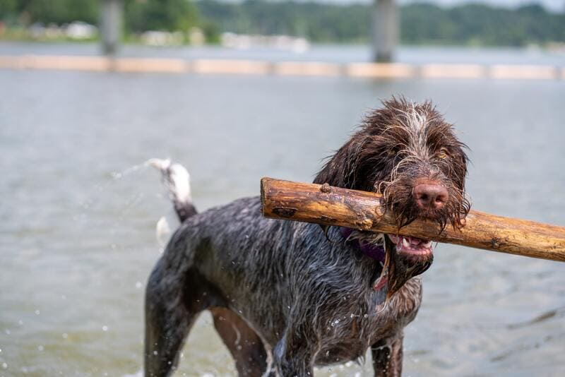 rischi del cane che mangia il legno