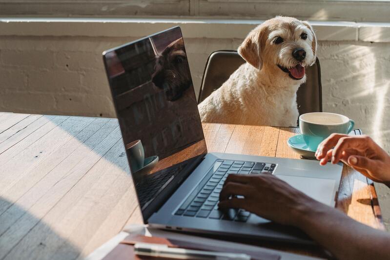 scegliere i corsi online per proprietari di cani