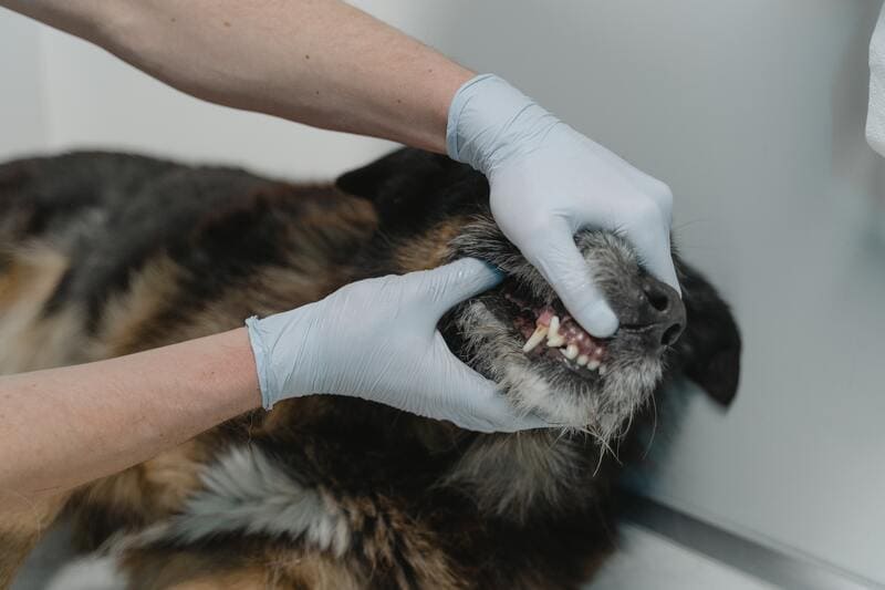 veterinari controllano i denti al cane