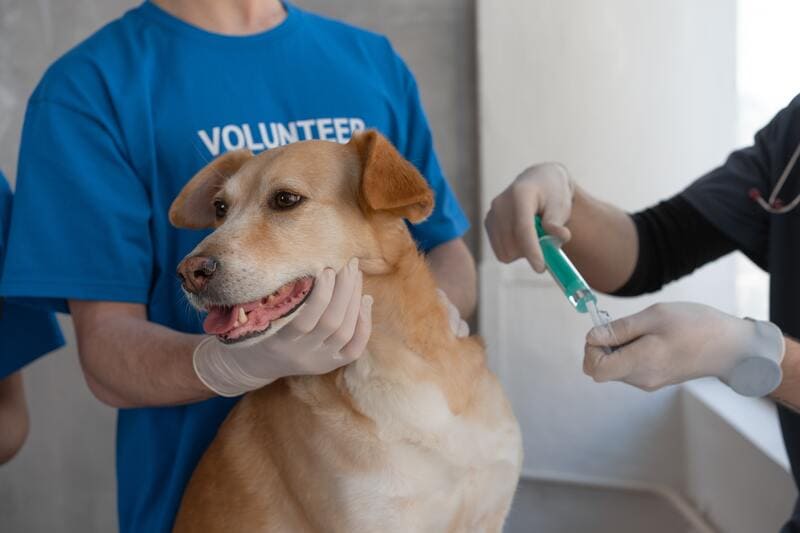 cane che si fa il vaccino