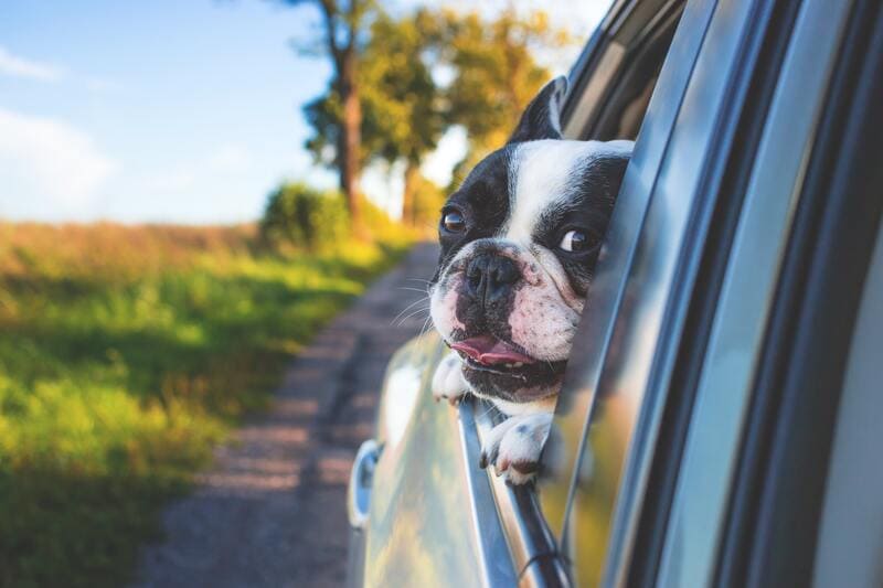 cane in auto affacciato dal finestrino