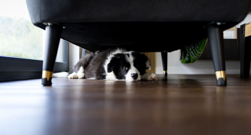 cane pauroso sotto il divano