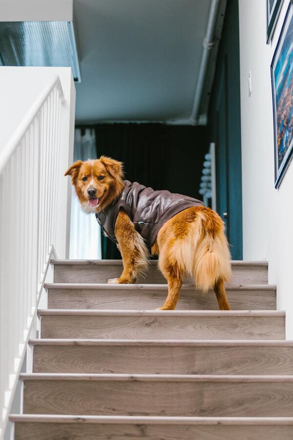 cane sale le scale