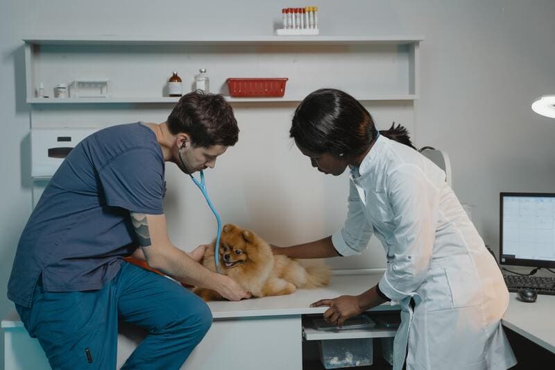 castrazione sterilizzazione del cane