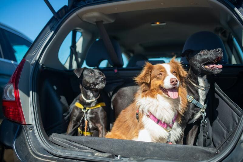 come viaggiare col cane in auto