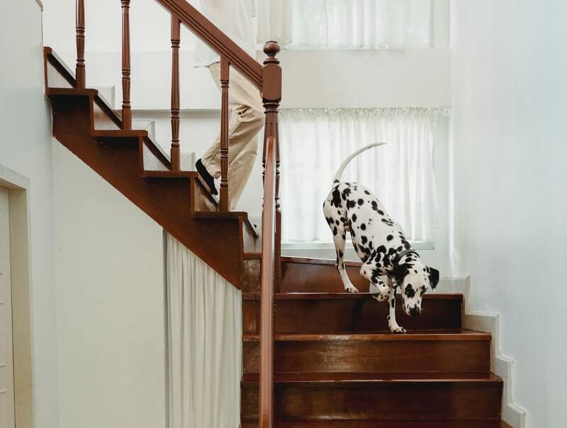 il cane puo scendere le scale