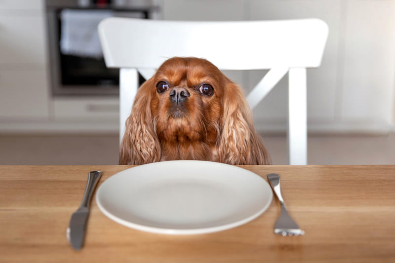 cane che attende il suo cibo fatto in casa