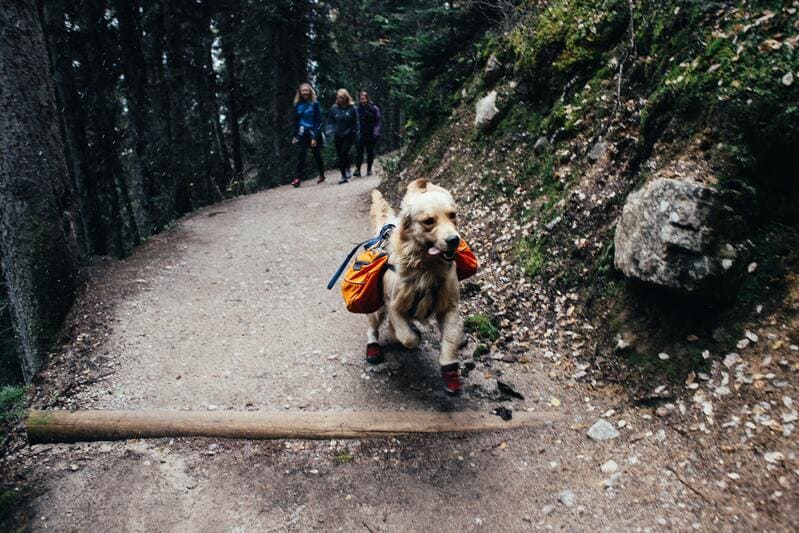 cane che scappa in montagna