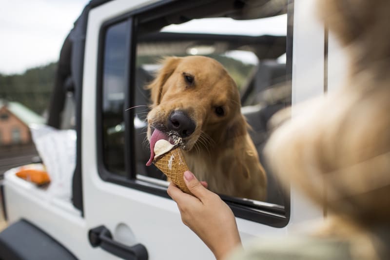 cane che si mangia un gelato