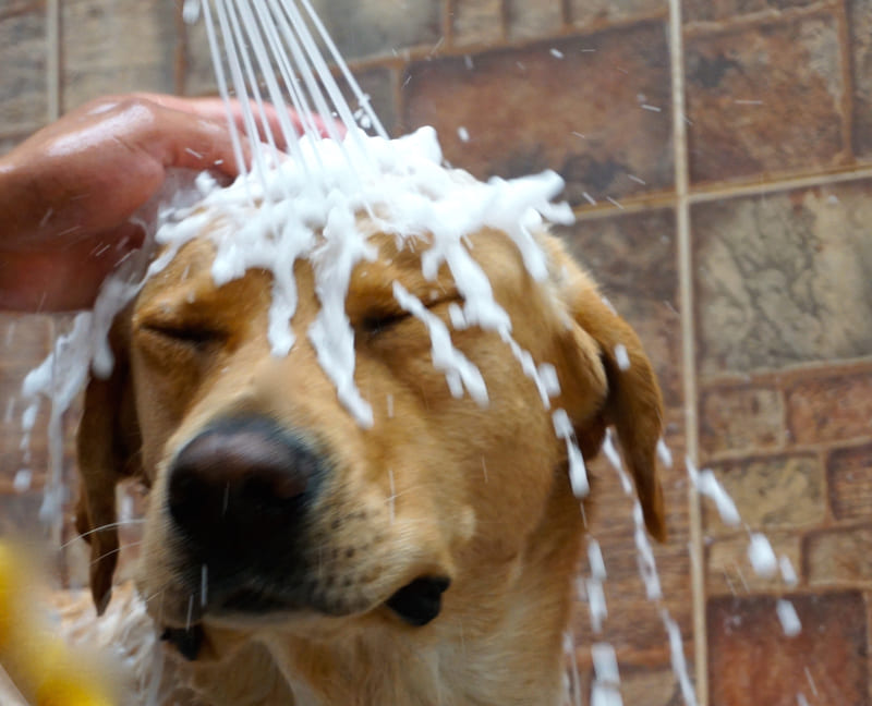 cane lavato col bidet
