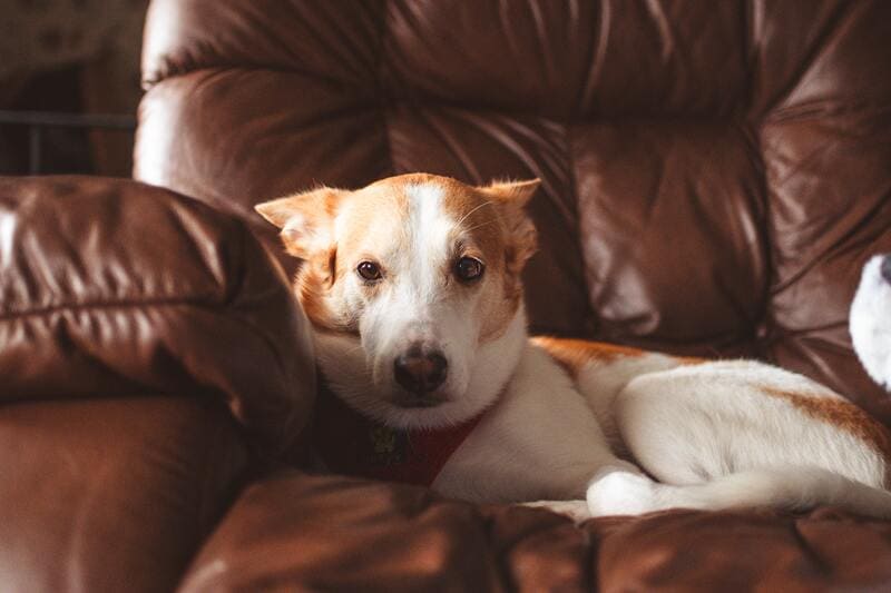 il cane puo stare sul divano