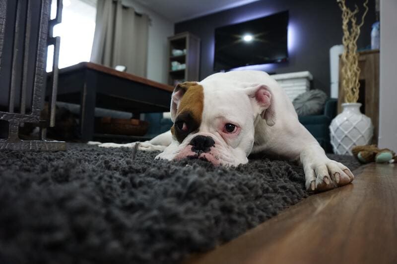 I cani soffrono il distacco?