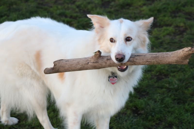 cane con legno di ulivo in bocca