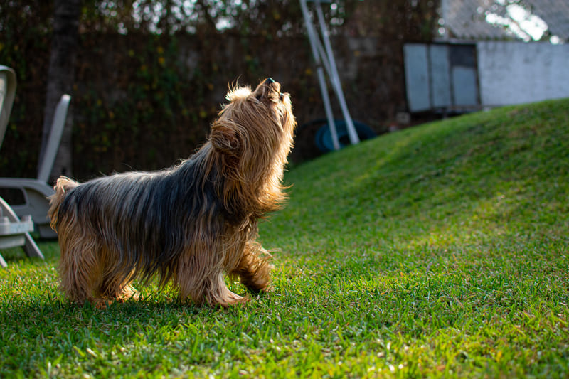 yorkie abbaia nel prato