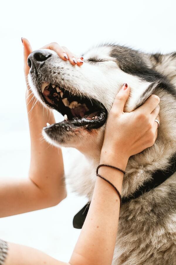 massaggi in faccia al cane