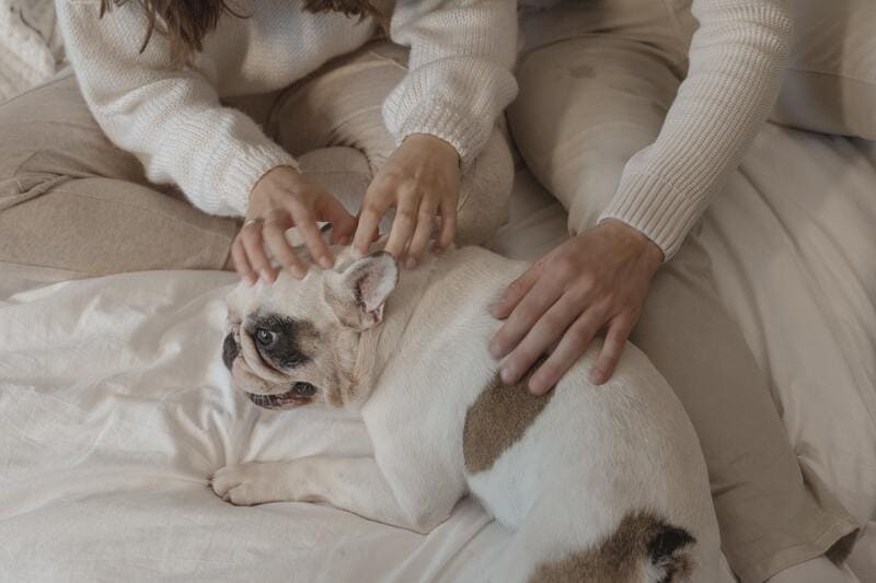 massaggi per il mal di schiena al cane