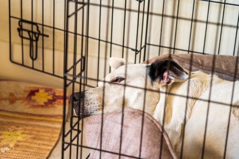 cane dorme dentro al kennel
