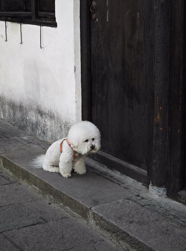 cane senza porta basculante