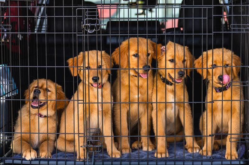 cuccioli di cane dentro il kennel