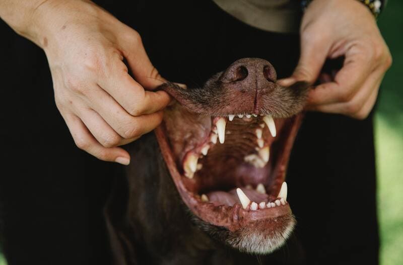 denti del cane da pulire