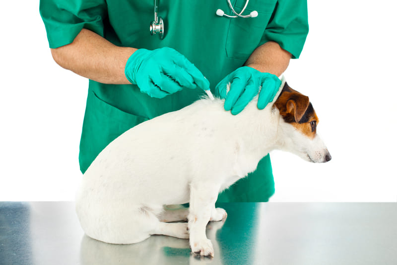 veterinario applica lantiparassitario al cane